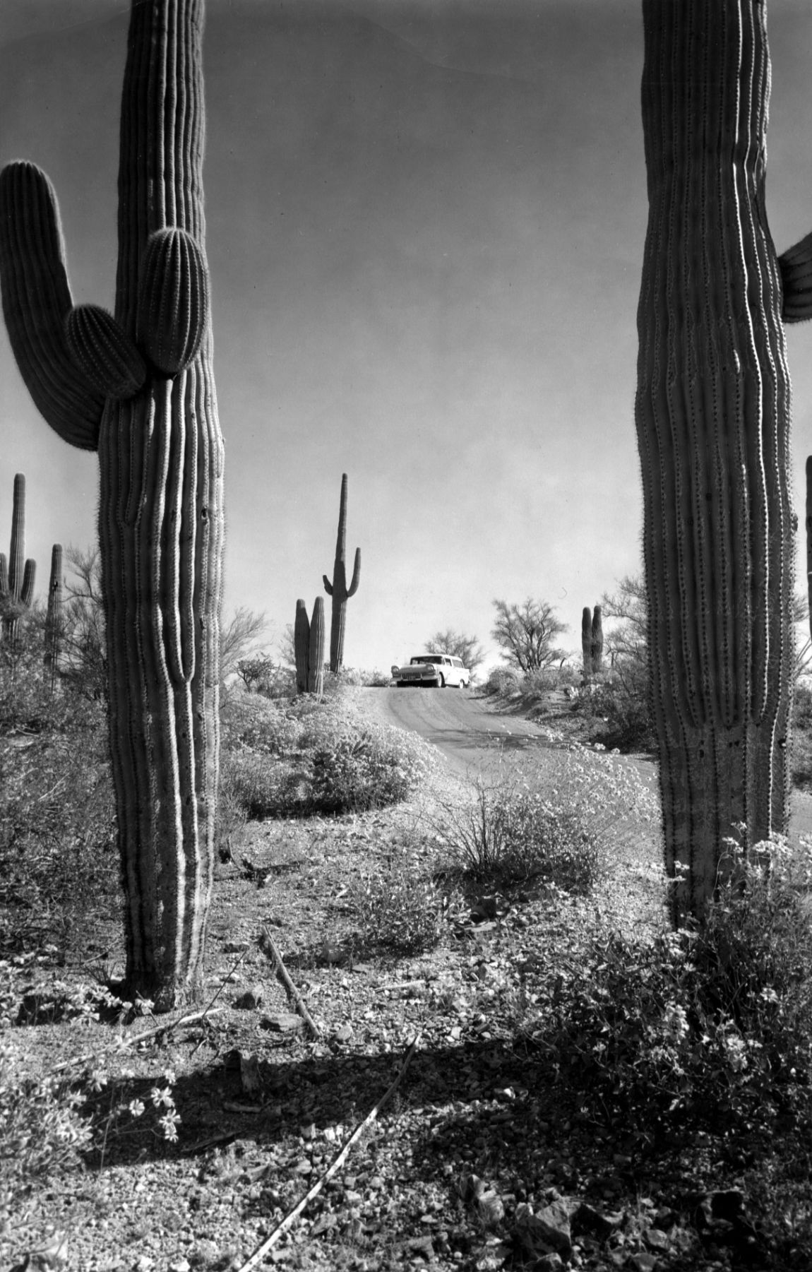 Saguaro National Monument